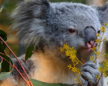 Koala eating video