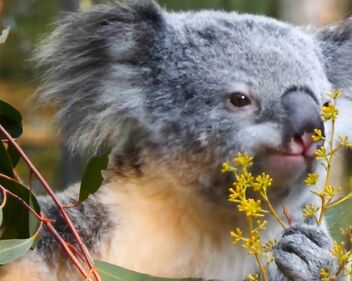 Koala eating video