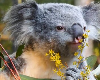 Koala eating video