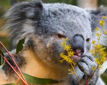 Koala eating video