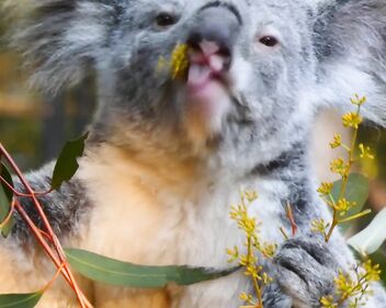 Koala eating video